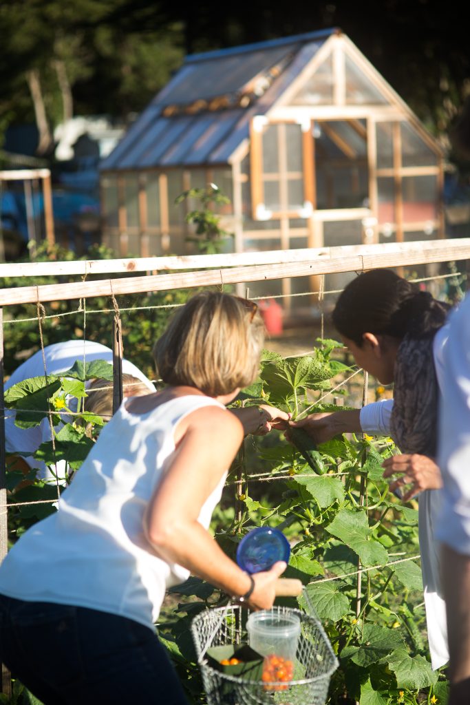 People gathering vegetables from the garden at Miramar Farms