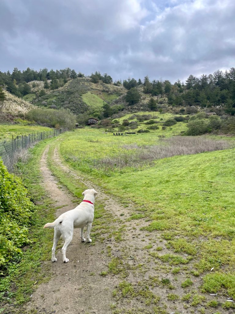 Dog looking toward the hills at our meeting venue
