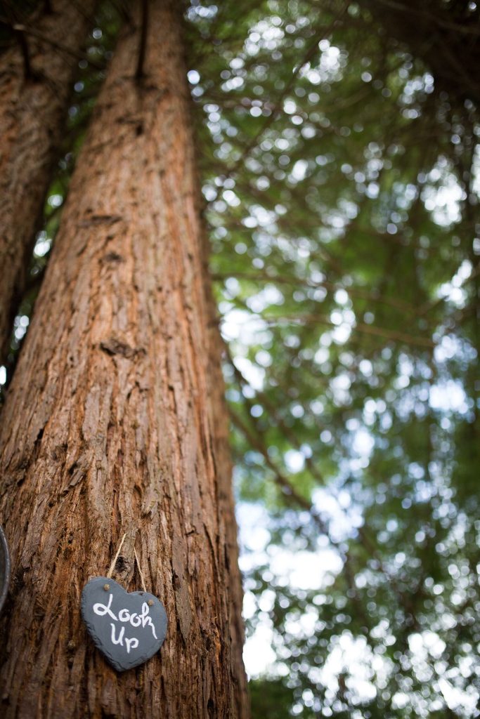 Tree with "look up" sign